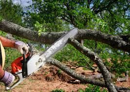 Best Tree and Shrub Care  in North Judson, IN