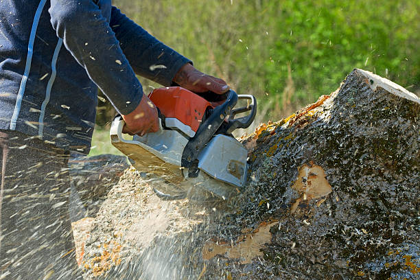 Best Tree Health Inspection  in North Judson, IN